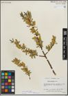 Foto von Salix lucida Muhl.